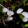 Delicatula integrella, Weißer Adernabeling